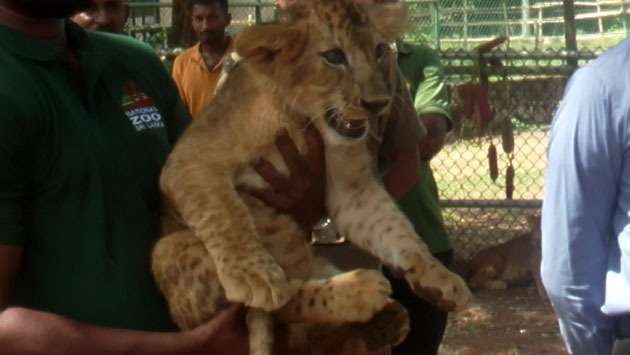 Six lion cubs named at Ridiyagama Safari Park