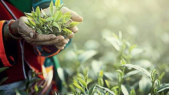 Tea auction records select gains but quality remains flat