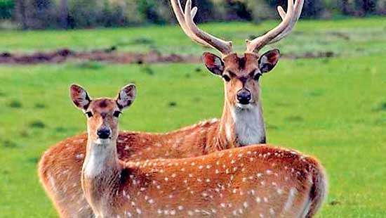 authorities to probe spread of rabies among deer herd in Homagama