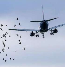 Turkish Airlines flight returns to Katunayake after bird strike