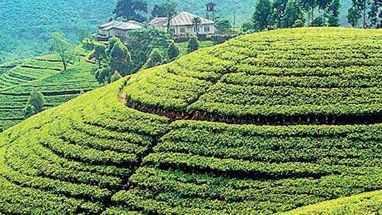 Tight supply lifts tea prices at auction this week