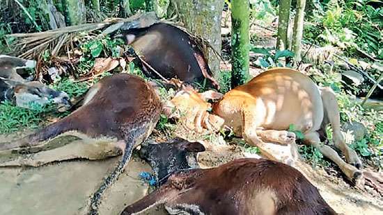 Cattle struck by lightning