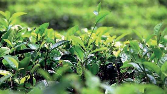 Tea auction sees good general demand this week