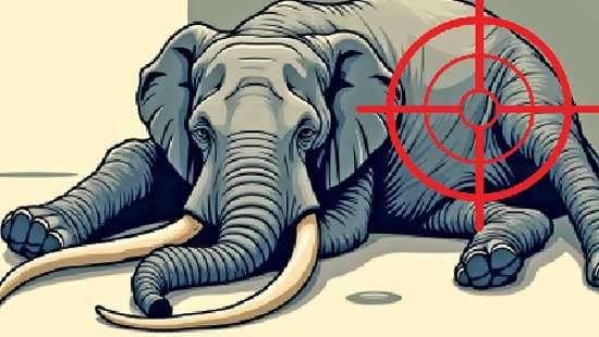 Elephant killings spiral  as Sri Lanka battles poaching threat