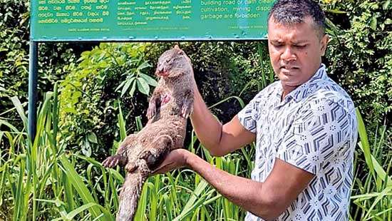 A Call to Protect The Eurasian Otter