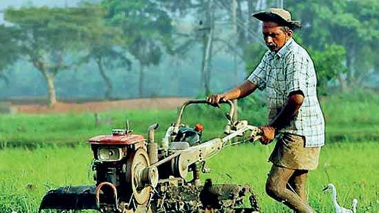 Plantations and agri sectors gather steam to meet food demand