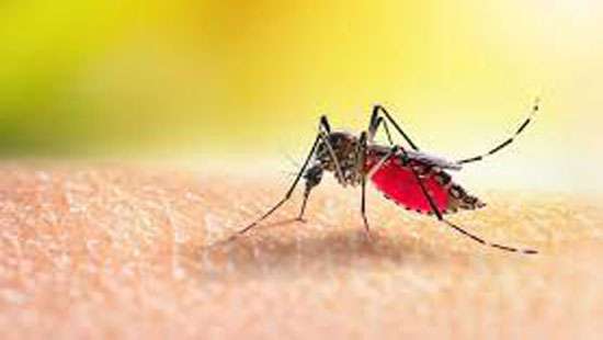 Dengue cases top 58,000; one more death reported