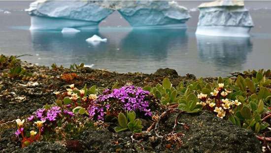 Antarctica blossoms with vibrant flowers