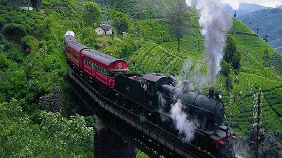 Train services on up-country line disrupted by fallen tree