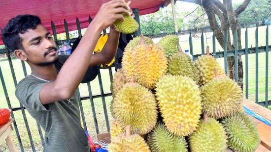 ’Yummy Fruits’