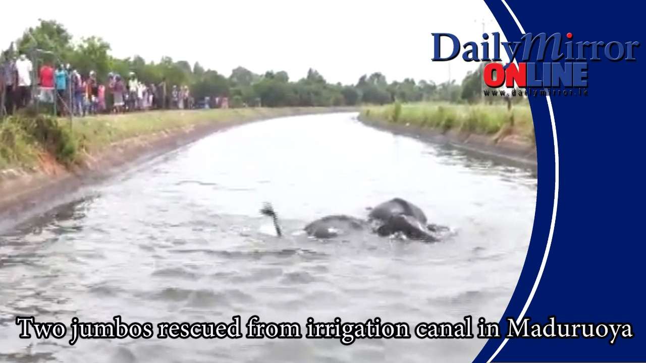 Two jumbos rescued from irrigation canal in Maduruoya