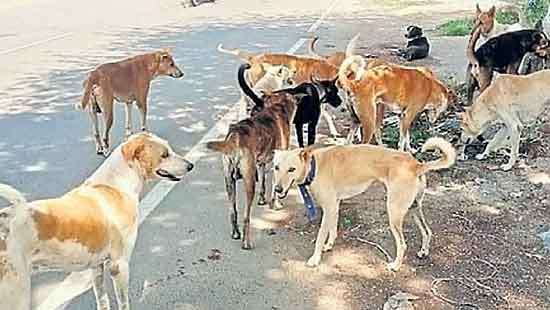 Community Animals, And The Urgent Need For A National  Action Plan