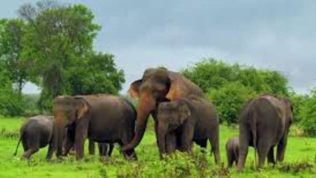Birthrate slows among elephant population in Sri Lanka