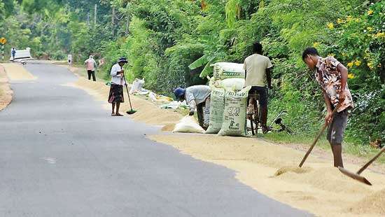 Yala paddy harvesting season