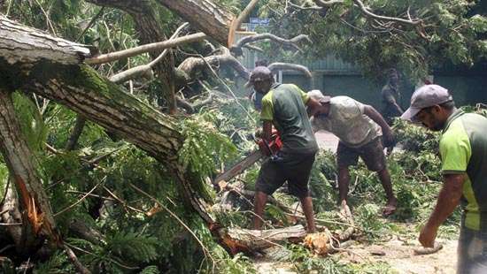 Tree uprooted in Maitland Crescent...