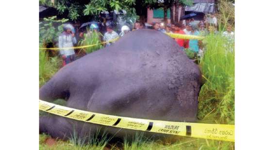 Wild elephant electrocuted at fruit stall