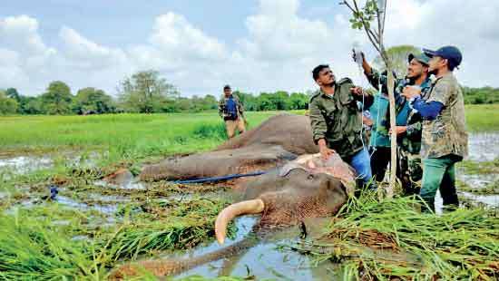 Iconic tusker ‘Bhatiya’ lies ill, responds  to treatment