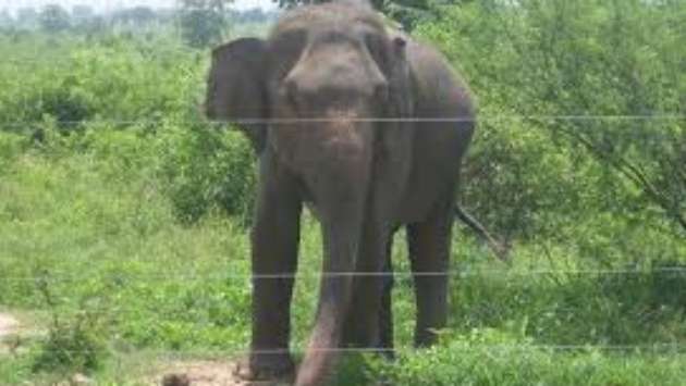Writ petition filed seeking removal of illegal electric fences to protect elephants
