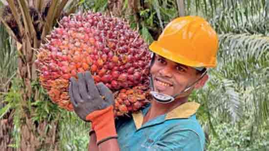 Palm oil ban deepens forex drain for SL, industry warns