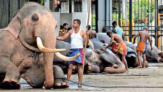 HOW THE ELITE LOOK AT THE ELEPHANT MUST BE CHANGED!