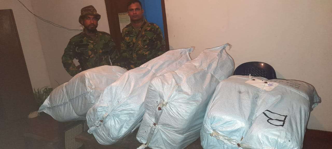 Two nabbed with Kerala cannabis worth over Rs. 50Mn in Jaffna, Kilinochchi