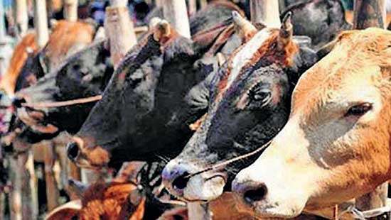 Banning cattle slaughter: Dilemma of ethics and reality