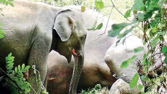 Habarana Suspicions raised over  elephant deaths