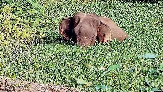 DWC spearheading efforts to treat injured elephant in Madunagala