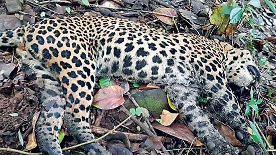 Male leopard found dead in Katukitula
