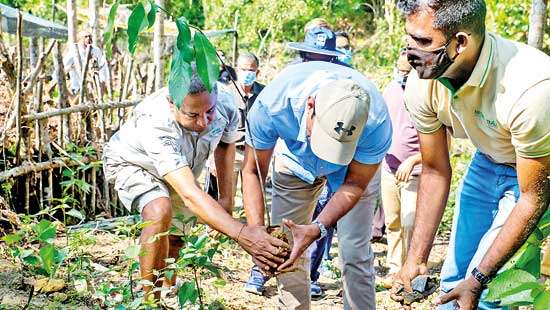 Forest regrowth: A viable climate change solution