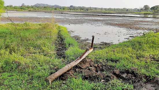 Law favours herding cows over farming: DWC’s double standards put Dimbulagala farmers in jeopardy