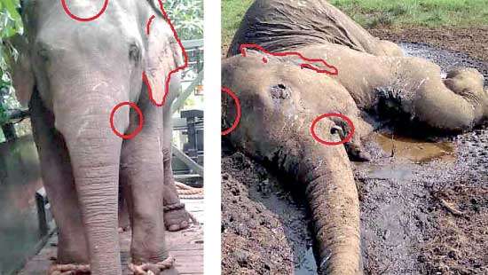 Horowpothana Elephant Transit Home Where fate comes in the form of starvation or death