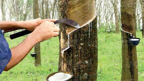 SL rubber industry’s 150-year milestone overshadowed by steep output decline