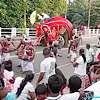 Mahout trampled by elephant during Dodanduwa perahera