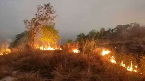 Government approves programme to prevent, control forest fires