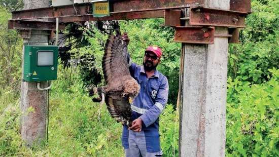 Hawk with cobra in beak electrocuted