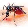 New malaria parasite threat raises alarm in Sri Lanka