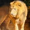 Keshara at Ridiyagama Safari Park dies due to pneumonia