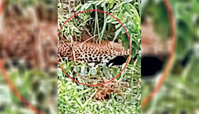 Leopard rescued from wire trap in Lindula tea estate
