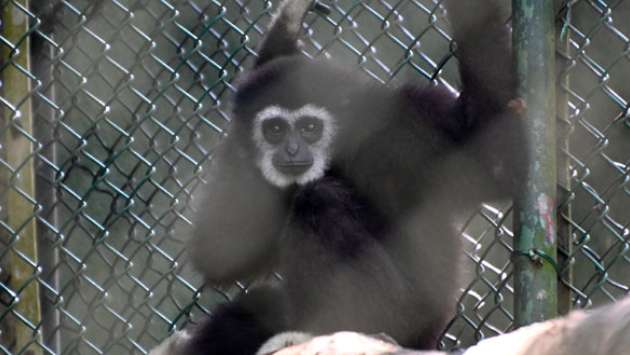 Gibbon at Dehiwala Zoo dies after 22 years