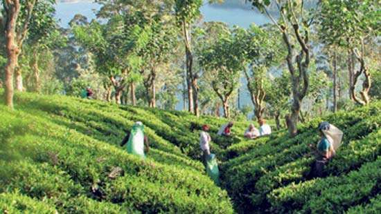 “Turning ‘green  Deserts’ into natural  Ecosystems”:  A Response
