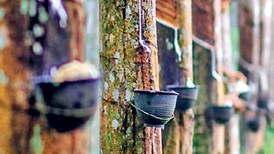 Weather and Pesta outbreak compound Sri Lanka’s rubber production woes