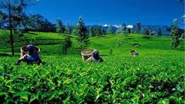 Middle East instability threatens over half of Sri Lanka’s tea exports: Planters’ Association
