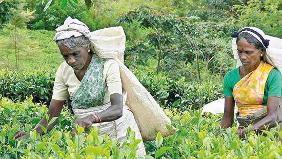 First half tea production hits 20-year low