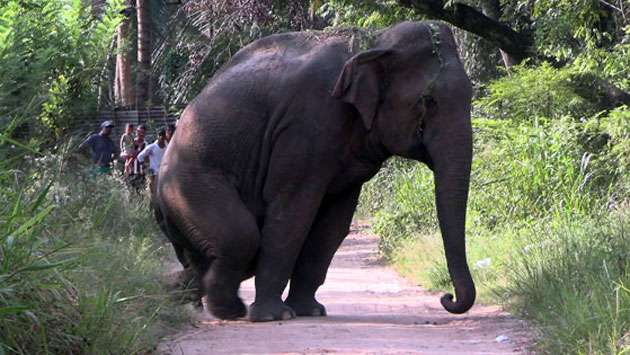 Badly injured wild elephant roams village after being hit by speeding train