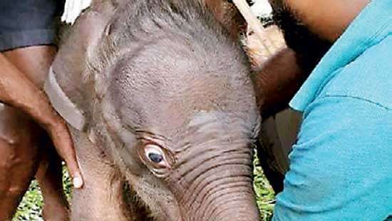 ’’Surangi’’ gives birth to first twin baby elephants at Pinnawala