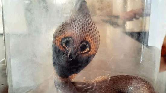 Cobra causes panic inside Accident Ward at NHC