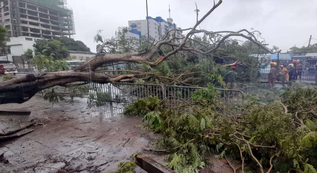 Fallen tree closes road in Fort