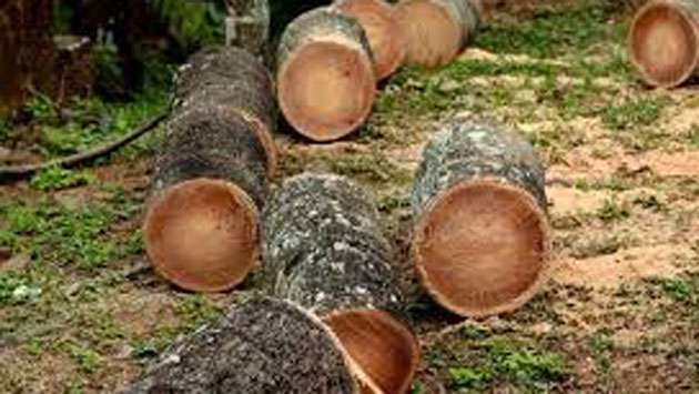 Permits required to cut coconut trees