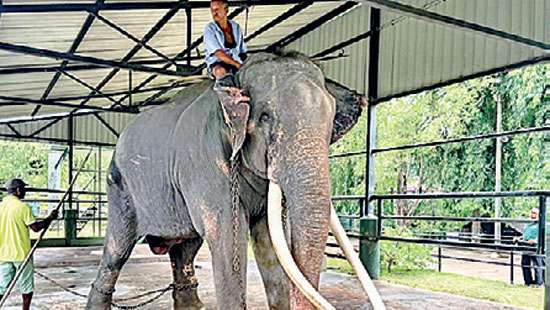 Thai Govt. still looking for way to take back jumbo from SL